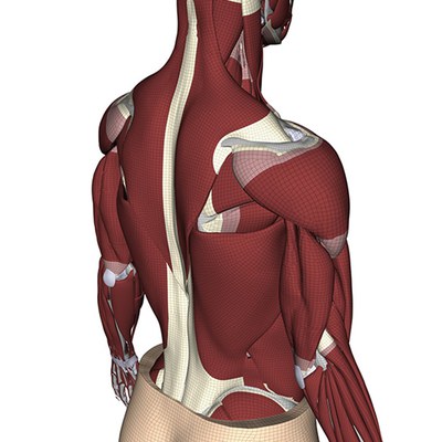 Human Body Model Hans