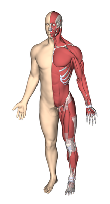 DYNAmore Human Body Model